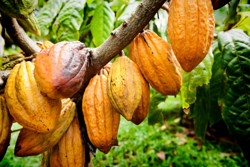 Detail Cocoa Tree Pictures Nomer 17