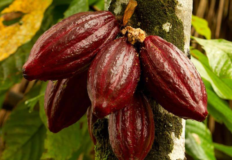 Detail Cocoa Tree Pictures Nomer 18