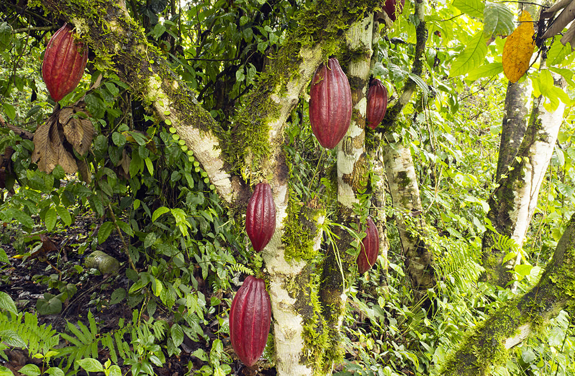 Detail Cocoa Tree Pictures Nomer 19