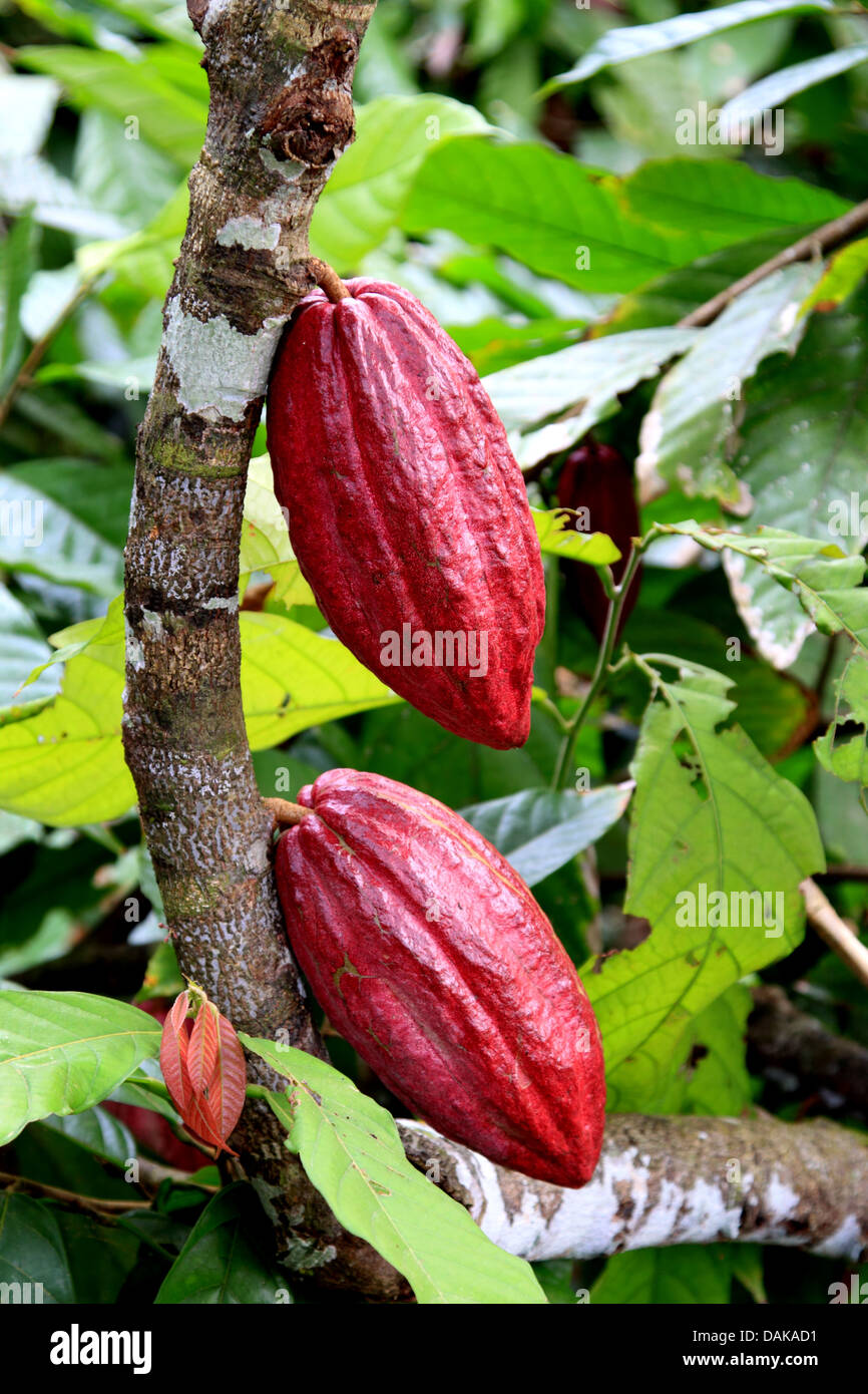 Detail Cocoa Tree Pictures Nomer 20