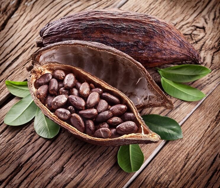 Detail Cocoa Tree Pictures Nomer 3