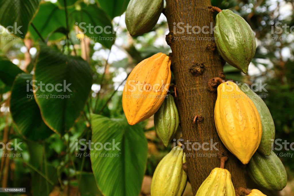 Detail Cocoa Tree Pictures Nomer 21