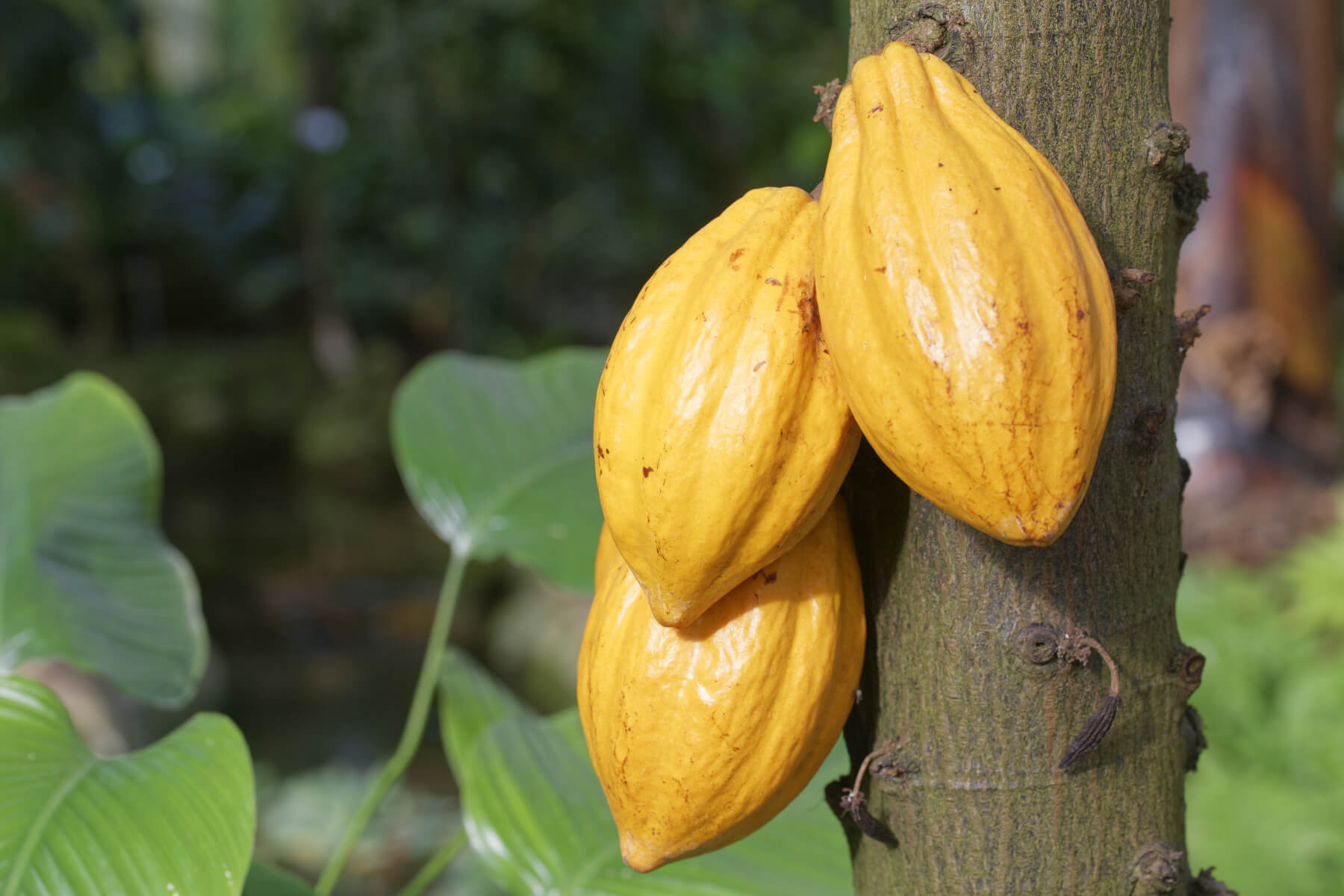 Detail Cocoa Tree Pictures Nomer 22