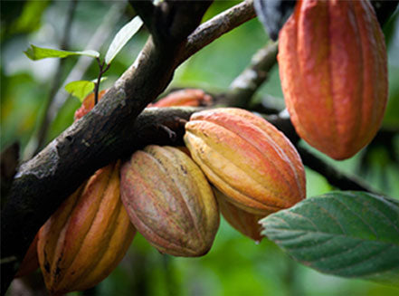 Detail Cocoa Tree Pictures Nomer 24