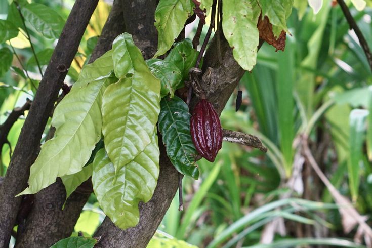 Detail Cocoa Tree Pictures Nomer 26
