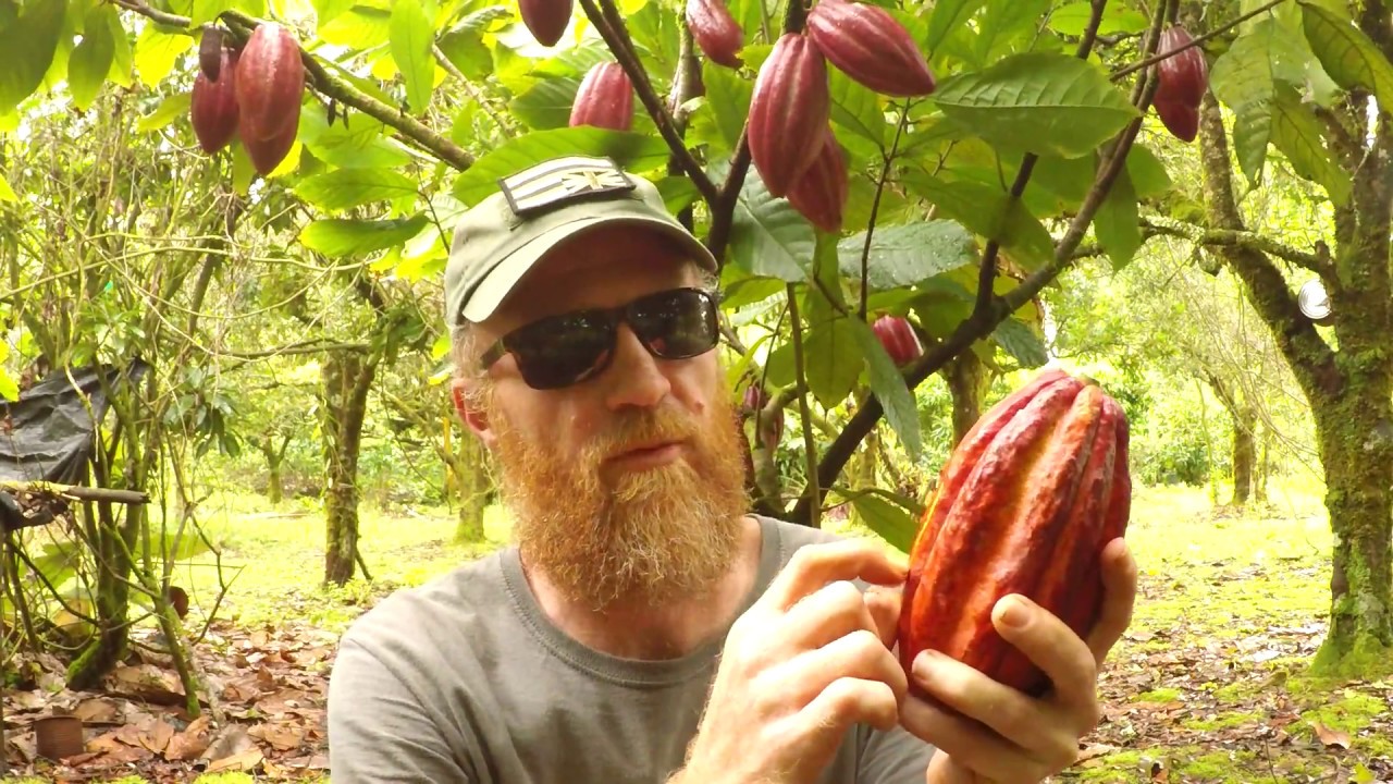Detail Cocoa Tree Pictures Nomer 28
