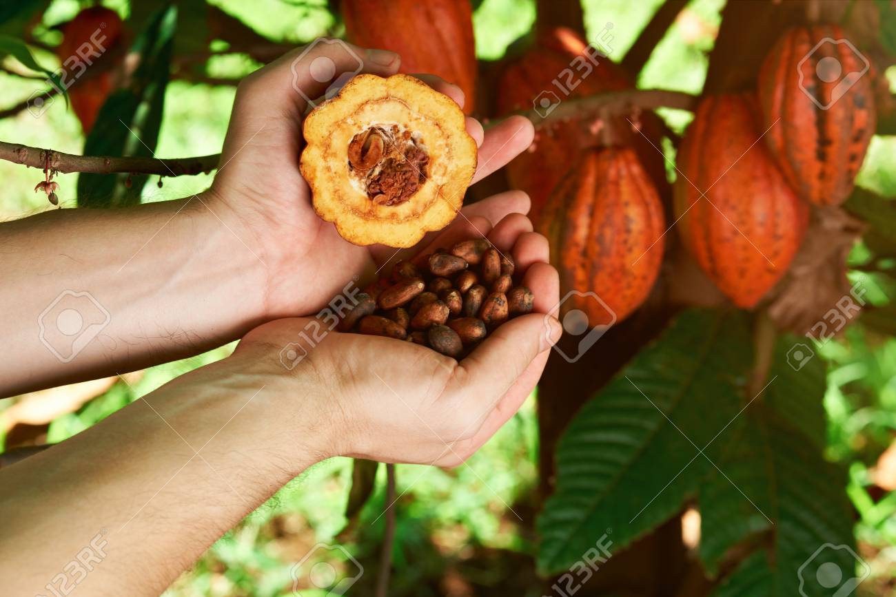 Detail Cocoa Tree Pictures Nomer 29