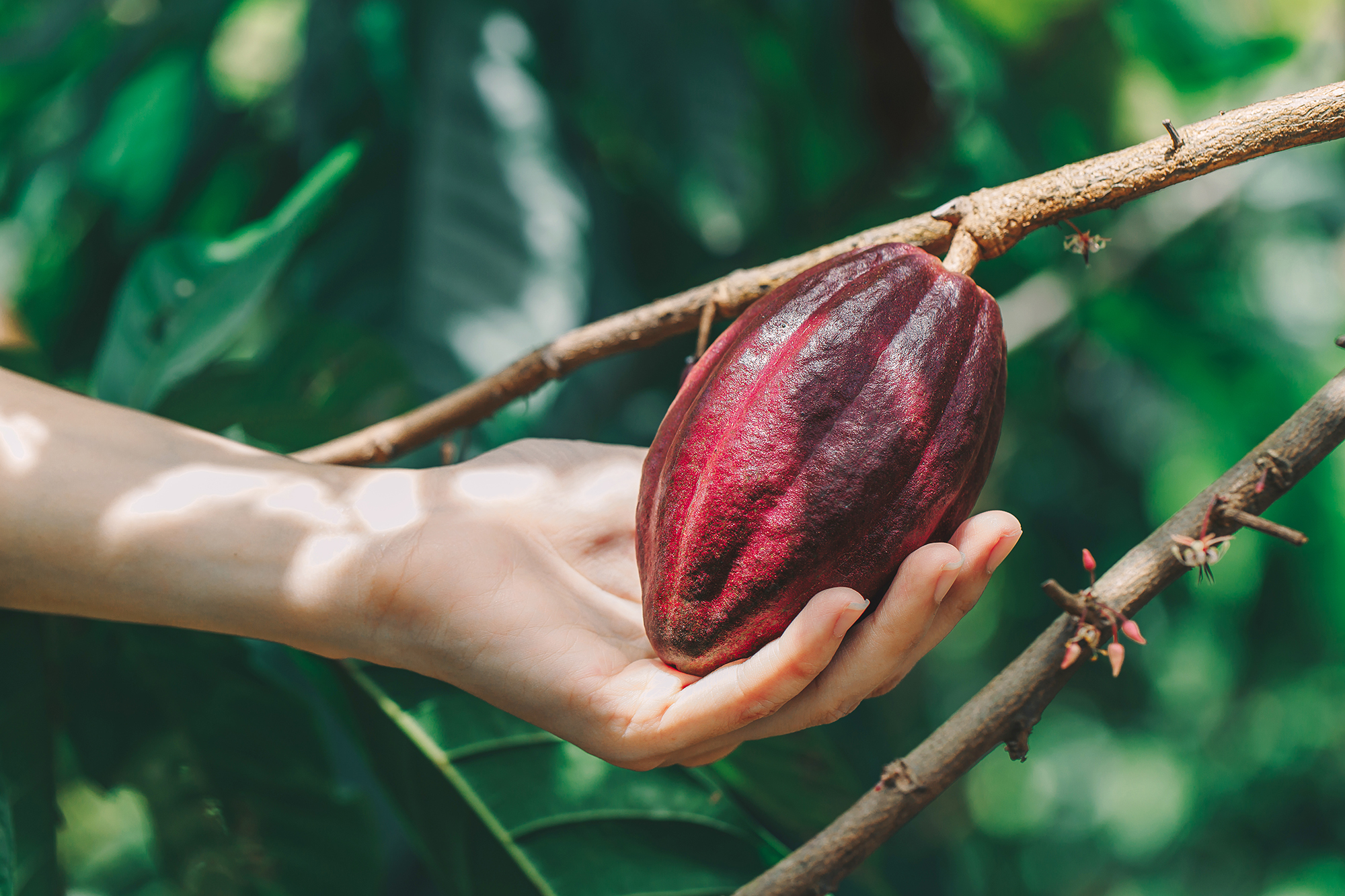 Detail Cocoa Tree Pictures Nomer 30