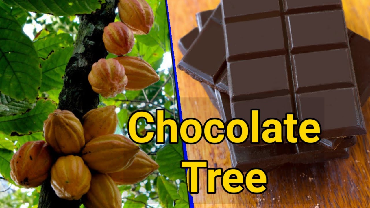 Detail Cocoa Tree Pictures Nomer 31