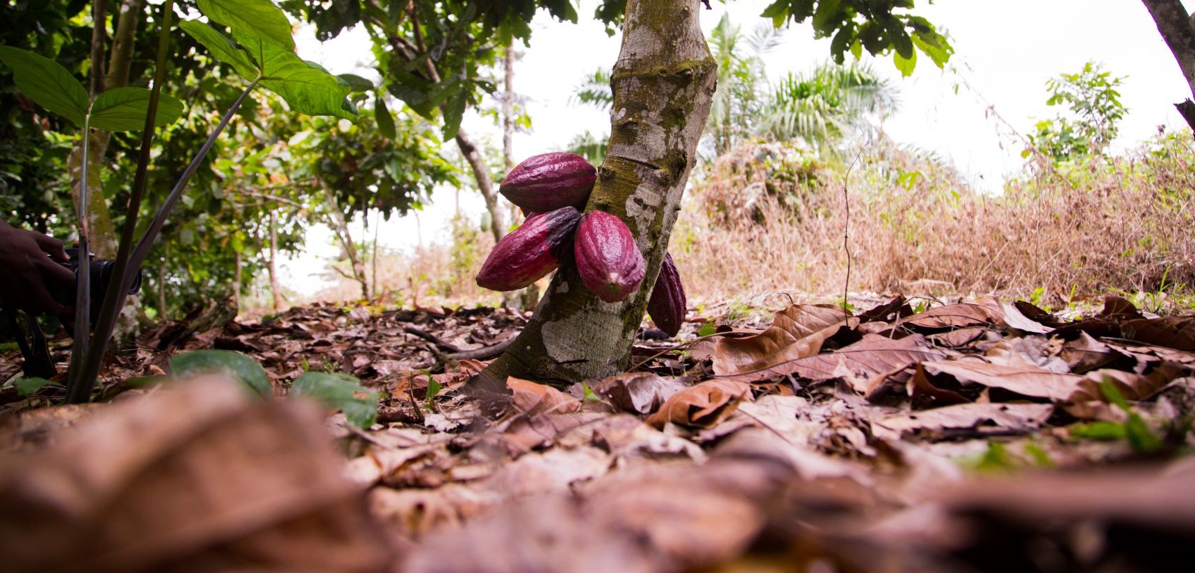 Detail Cocoa Tree Pictures Nomer 32