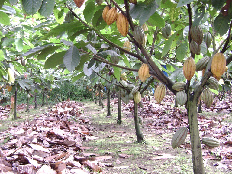Detail Cocoa Tree Pictures Nomer 33