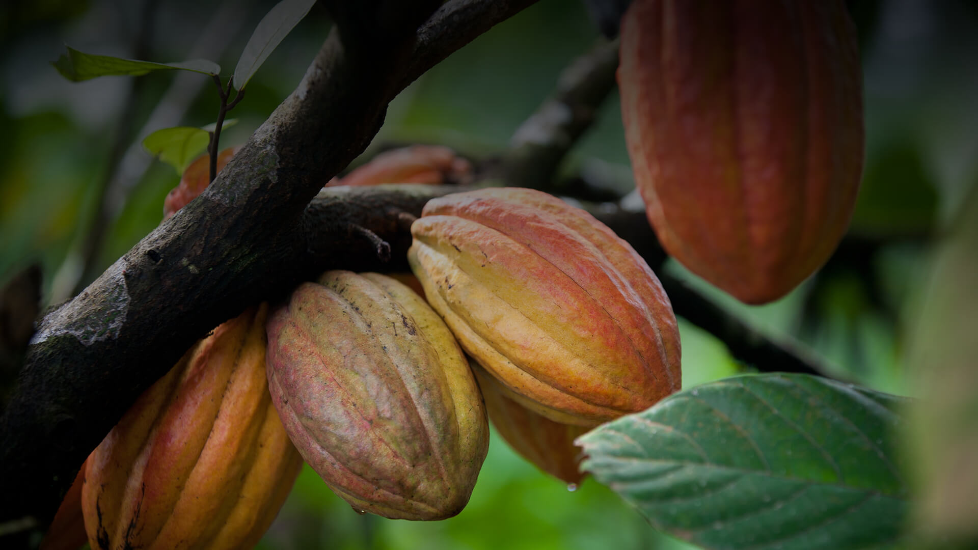 Detail Cocoa Tree Pictures Nomer 34