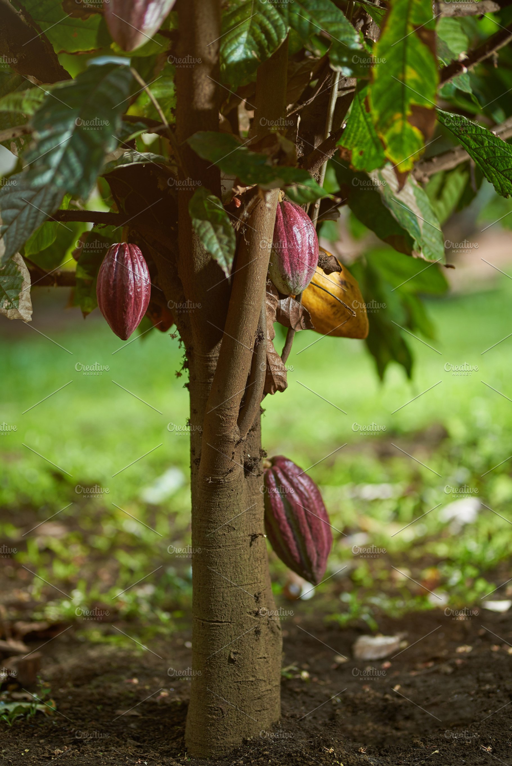 Detail Cocoa Tree Pictures Nomer 35