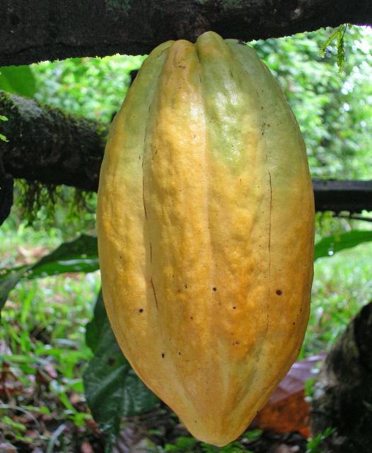Detail Cocoa Tree Pictures Nomer 36