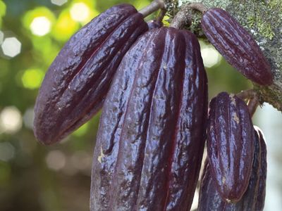 Detail Cocoa Tree Pictures Nomer 37