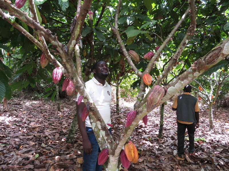 Detail Cocoa Tree Pictures Nomer 38
