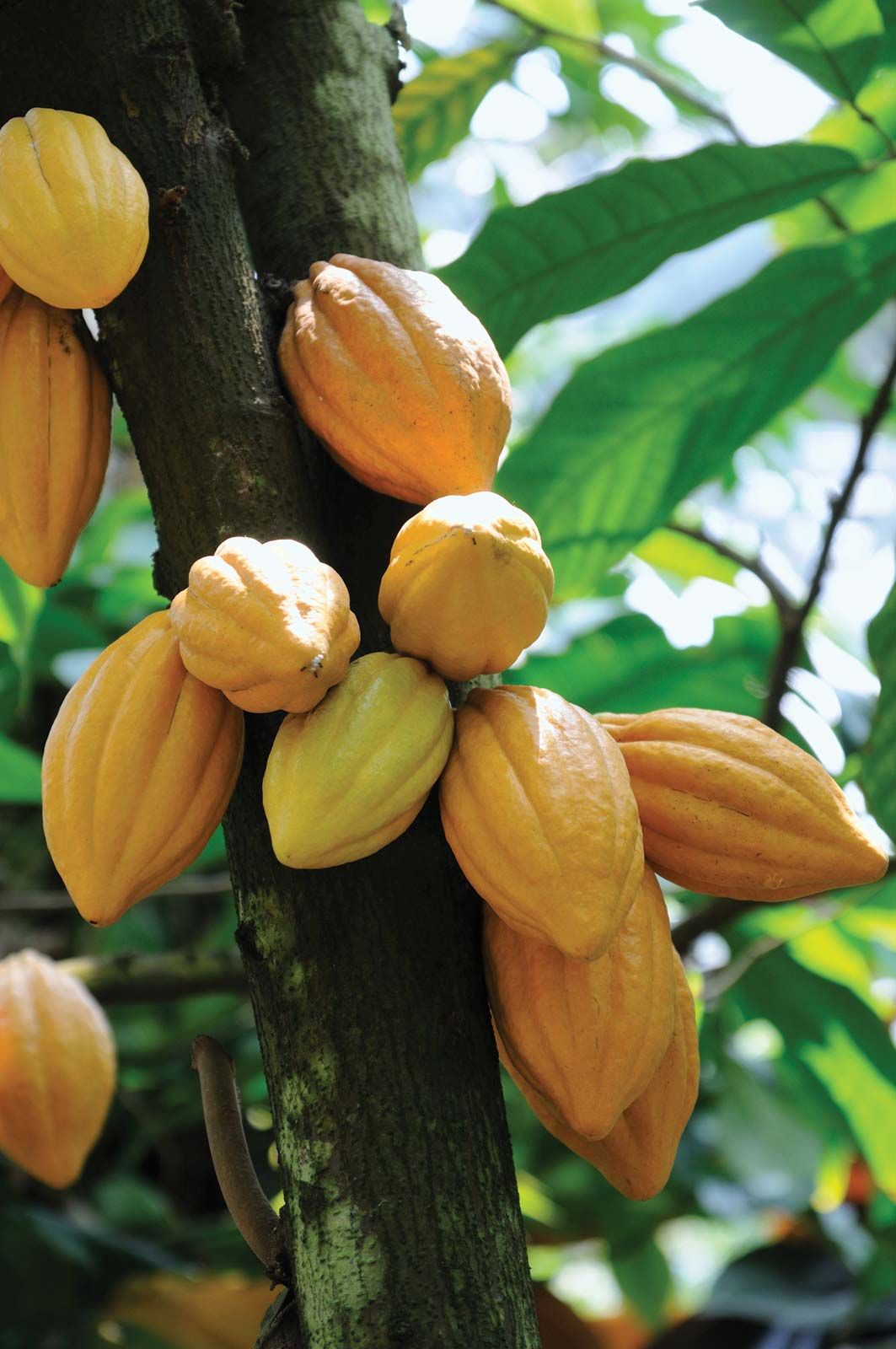 Detail Cocoa Tree Pictures Nomer 5