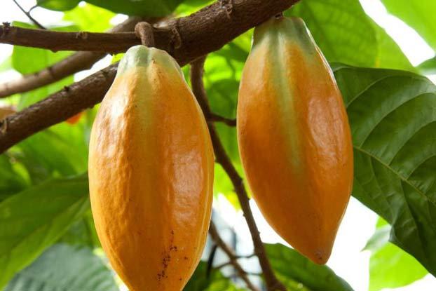 Detail Cocoa Tree Pictures Nomer 39