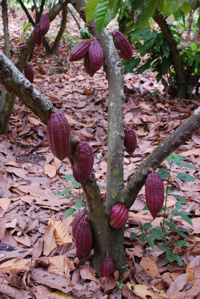 Detail Cocoa Tree Pictures Nomer 40
