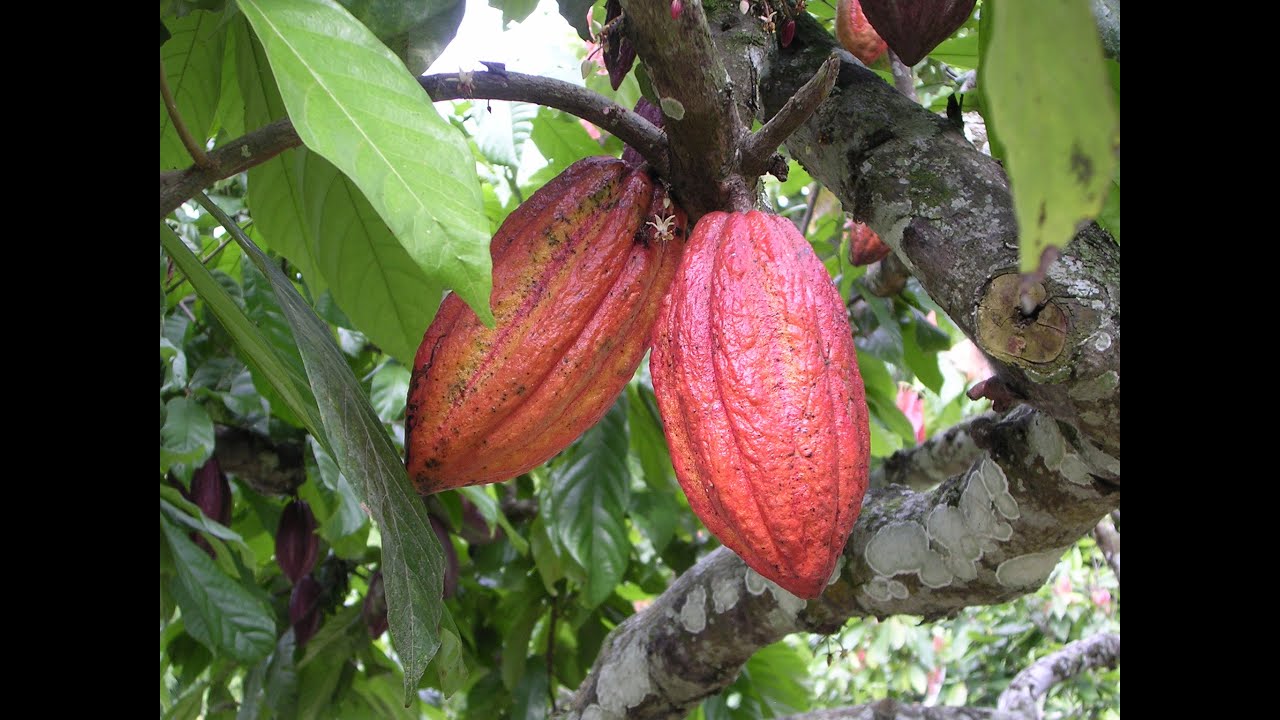 Detail Cocoa Tree Pictures Nomer 44
