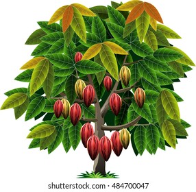 Detail Cocoa Tree Pictures Nomer 45