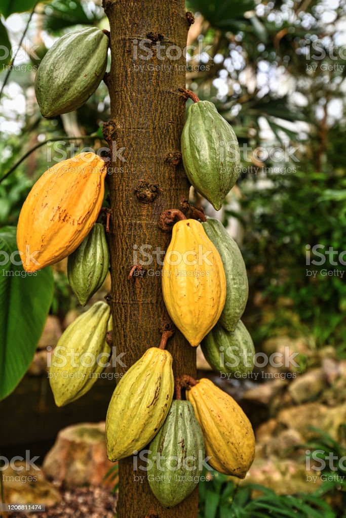 Detail Cocoa Tree Pictures Nomer 6