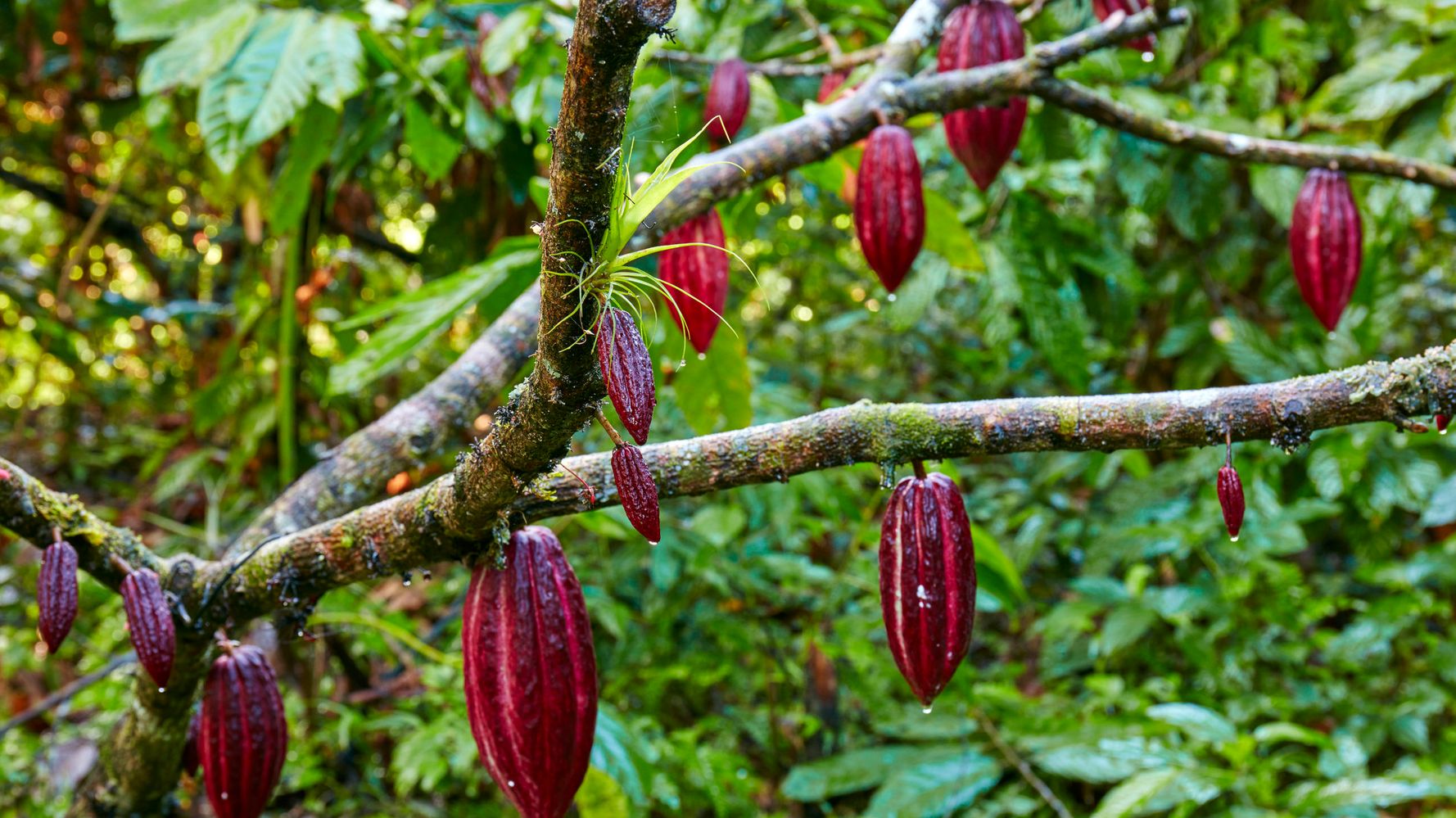 Detail Cocoa Tree Pictures Nomer 47