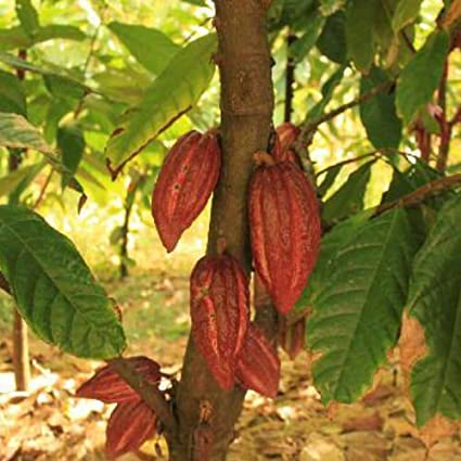 Detail Cocoa Tree Pictures Nomer 50