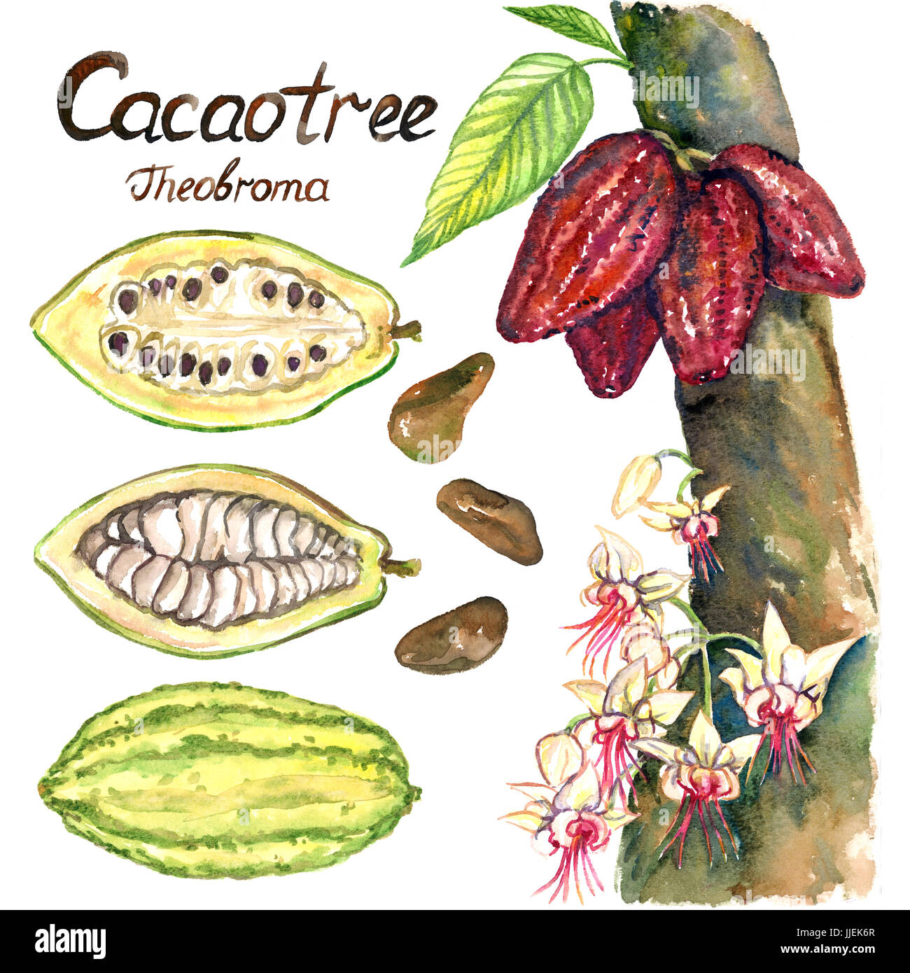 Detail Cocoa Tree Pictures Nomer 53