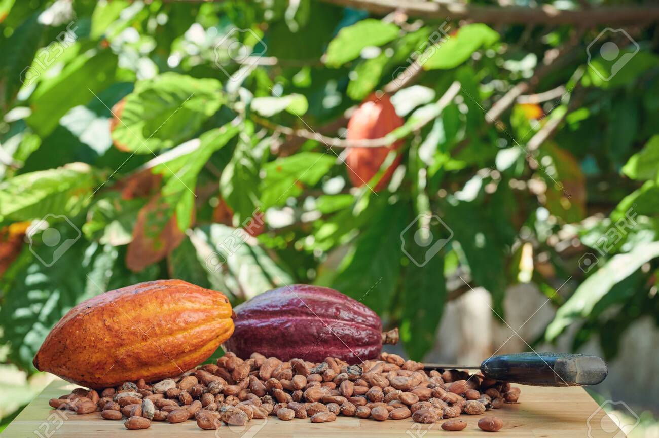 Detail Cocoa Tree Pictures Nomer 54