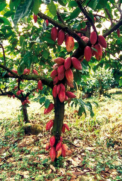 Detail Cocoa Tree Pictures Nomer 55