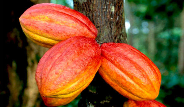 Detail Cocoa Tree Pictures Nomer 7