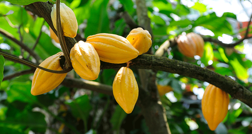 Detail Cocoa Tree Pictures Nomer 8
