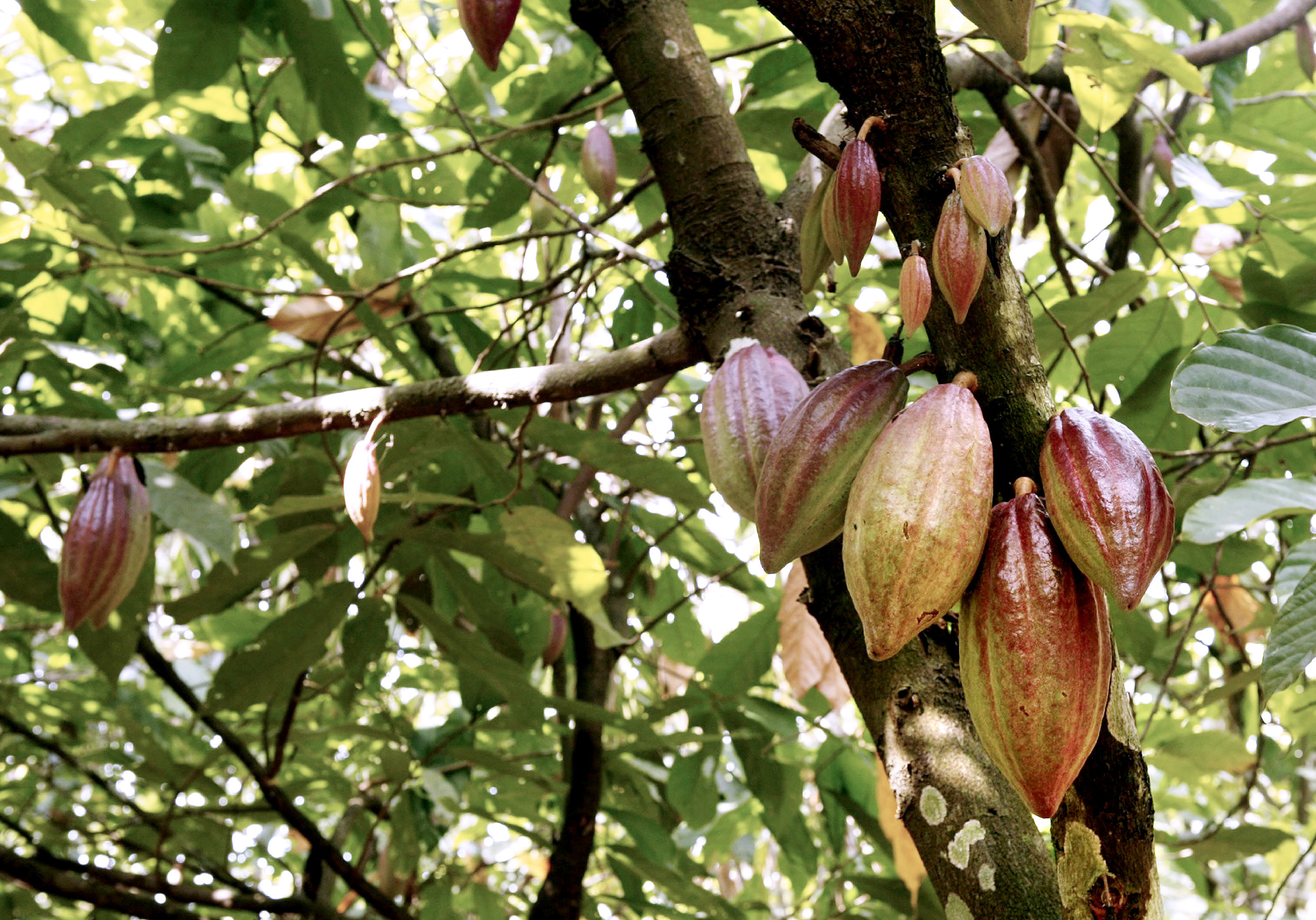 Detail Cocoa Tree Pictures Nomer 9