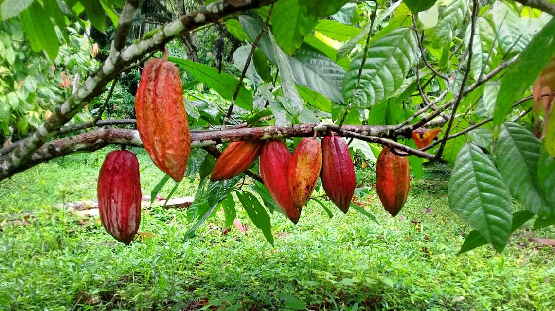 Detail Cocoa Tree Pictures Nomer 10