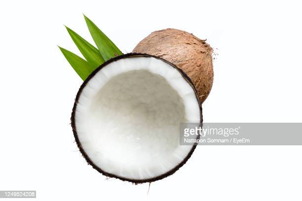 Detail Coconut Background Nomer 23