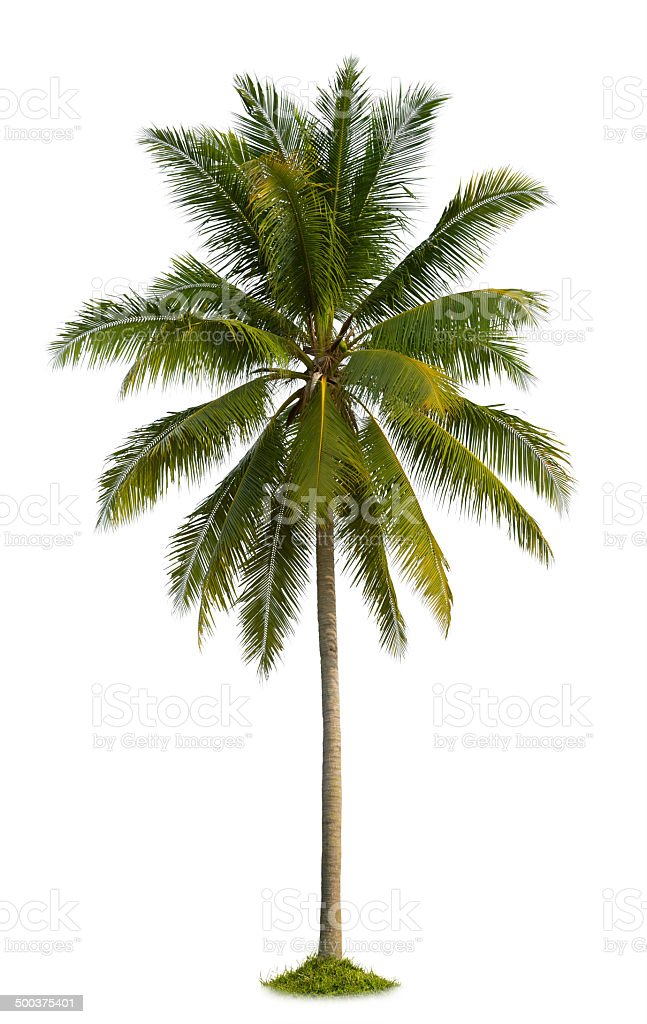 Detail Coconut Background Nomer 33
