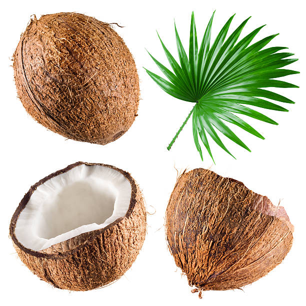 Detail Coconut Background Nomer 40