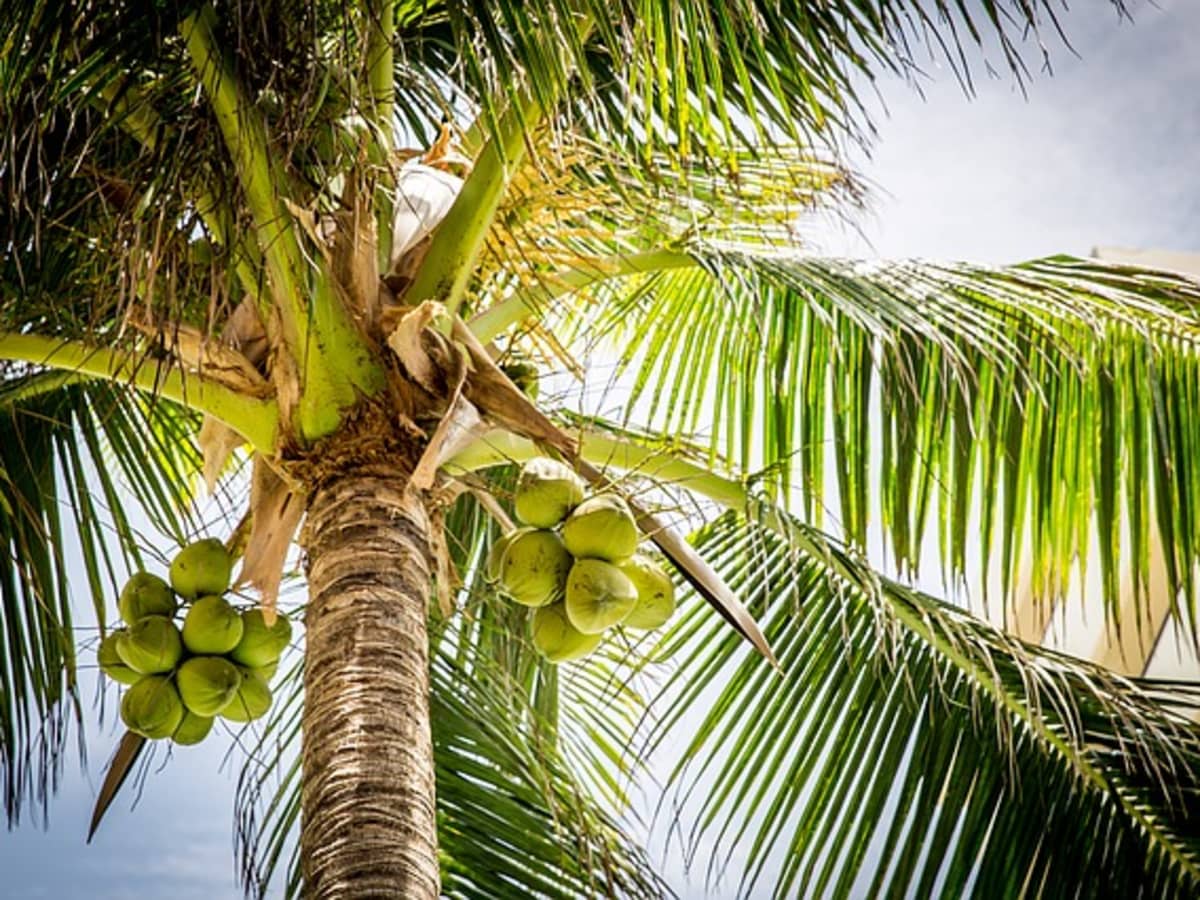 Detail Coconut Background Nomer 8