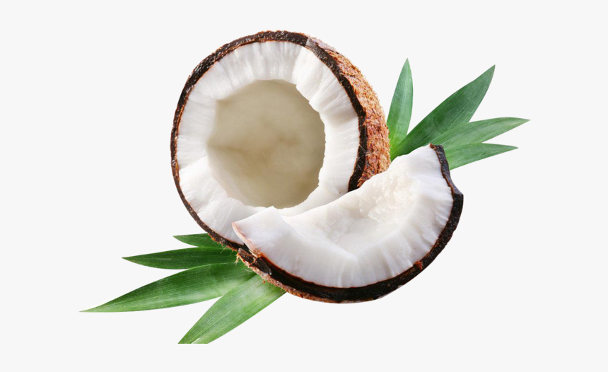 Detail Coconut Milk Png Nomer 24