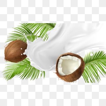 Detail Coconut Milk Png Nomer 34