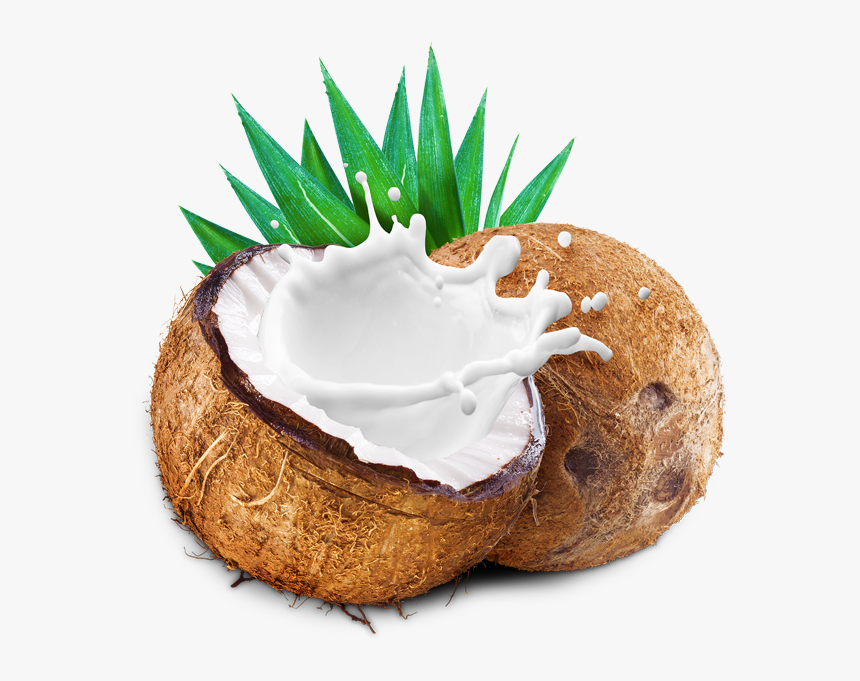 Detail Coconut Milk Png Nomer 7