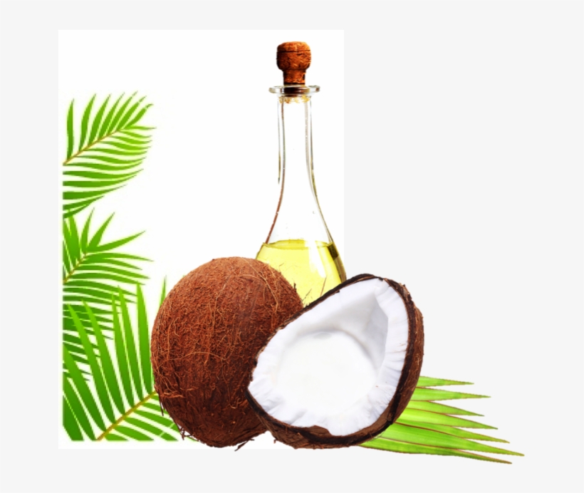 Detail Coconut Oil Png Nomer 19