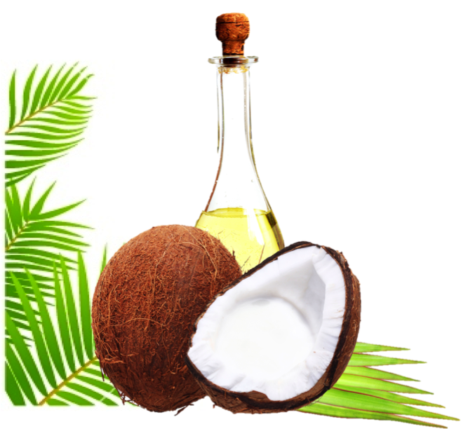 Detail Coconut Oil Png Nomer 21