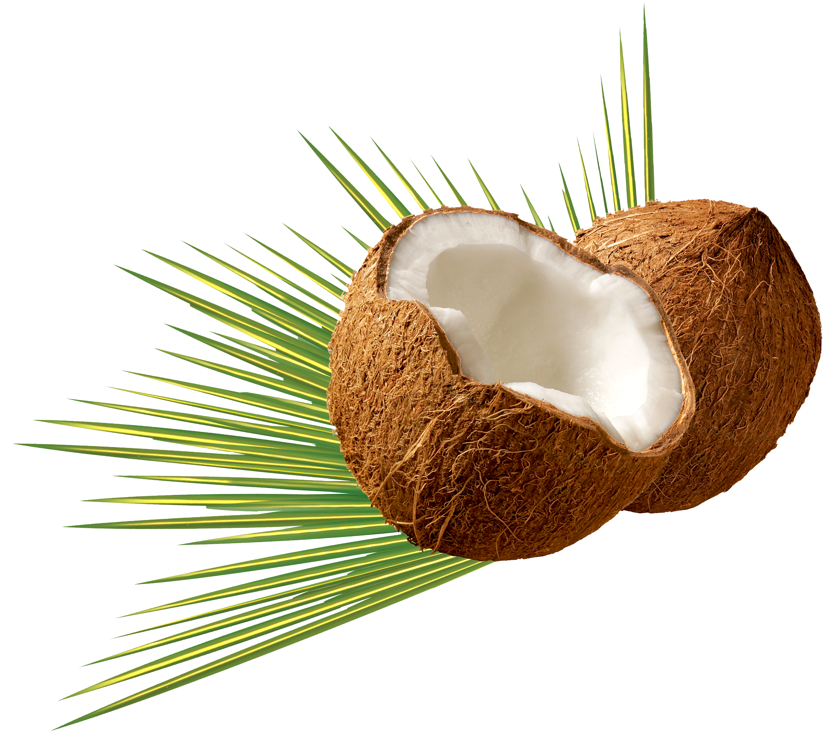 Detail Coconut Oil Png Nomer 26