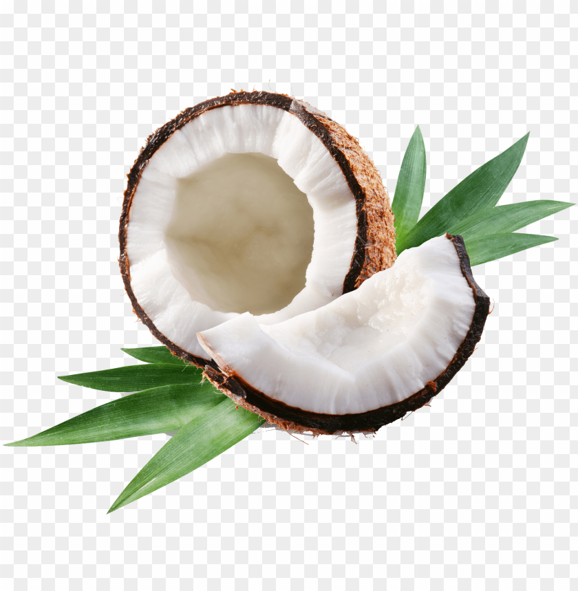 Detail Coconut Oil Png Nomer 27