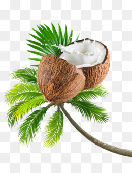 Detail Coconut Oil Png Nomer 28