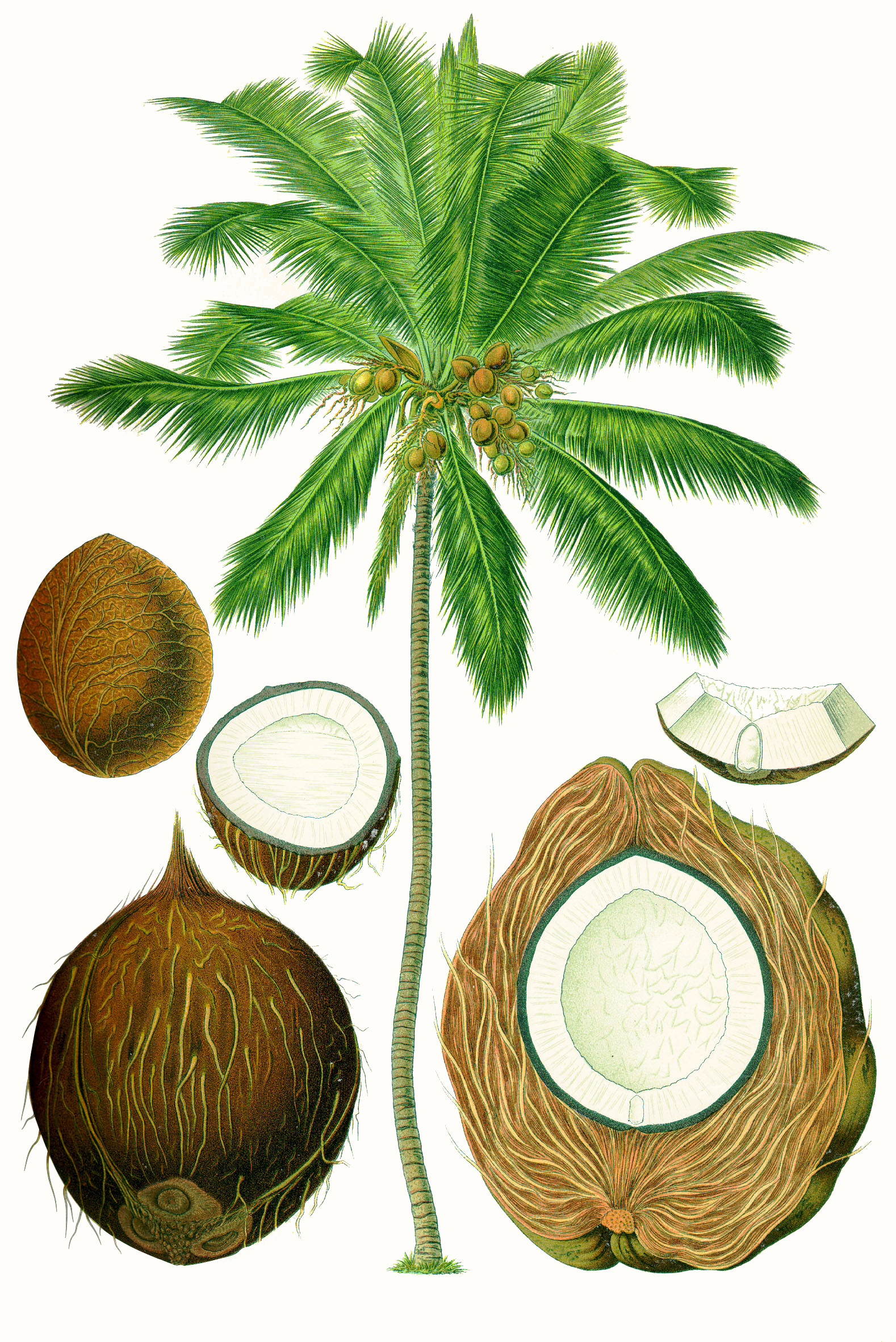 Detail Coconut Pic Nomer 11