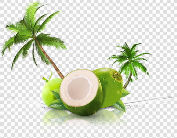 Detail Coconut Transparent Background Nomer 30