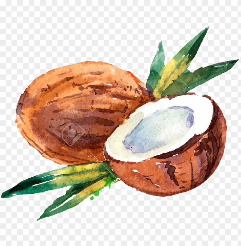 Detail Coconut Transparent Background Nomer 44